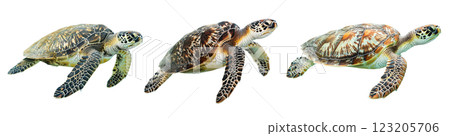 Sea Turtles 123205706