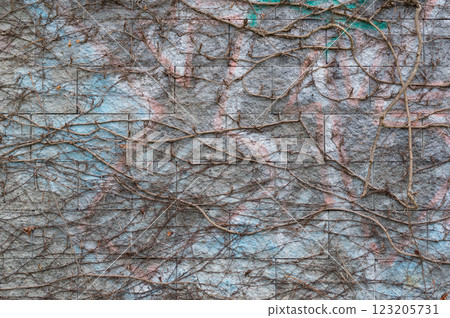 A close-up view of an old wall overgrown with a climbing bush. Background for various uses. 123205731