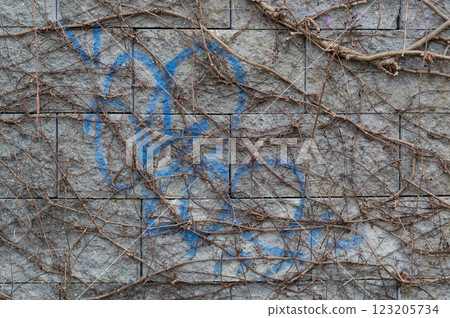 A close-up view of an old wall overgrown with a climbing bush. Background for various uses. 123205734