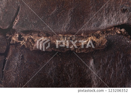 Coffee bean in macro shot 123206352