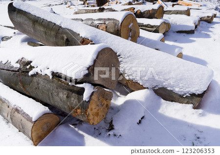 Snow-covered tree trunks called beech. A warehouse of material prepared for further processing. Snow-covered tree trunks called beech. A warehouse of material prepared for further processing. 123206353
