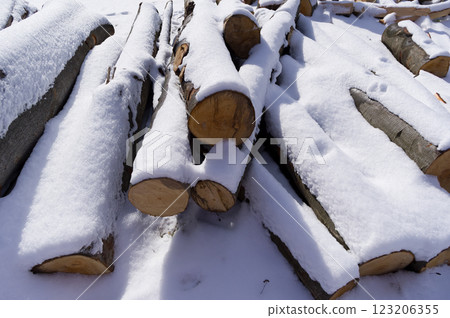 Snow-covered tree trunks called beech. A warehouse of material prepared for further processing. 123206355