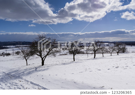 A view of a snowy orchard. Apples are grown in this orchard. 123206365