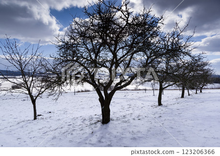 A view of a snowy orchard. Apples are grown in this orchard. 123206366