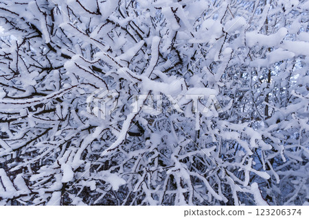 A close-up view of the crown of a tree covered in frost. Background for various uses. 123206374