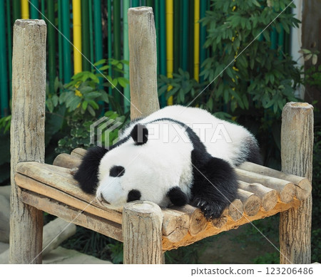 Cute panda 123206486