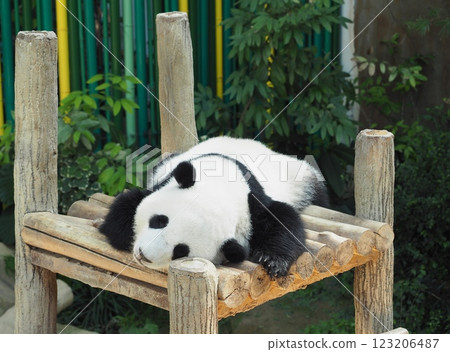 Cute panda 123206487