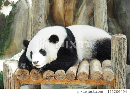 Cute panda 123206494