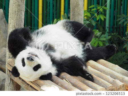 可愛的熊貓 可愛的熊貓 123206513