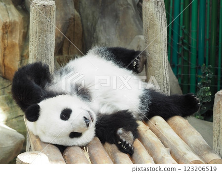 可愛的熊貓 123206519
