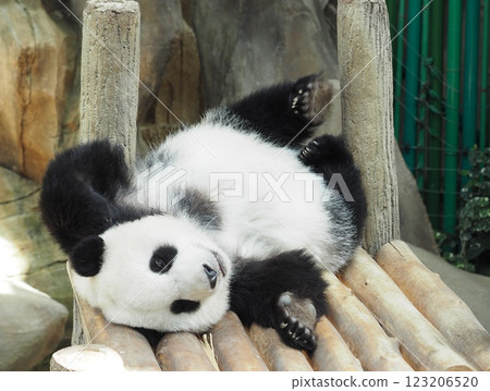 可愛的熊貓 123206520