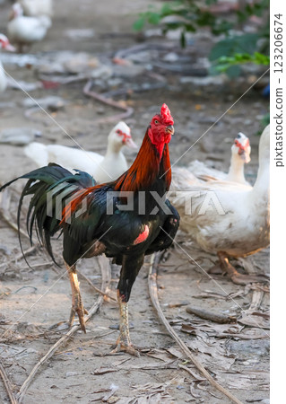 The fighting chicken in garden nature farm 123206674
