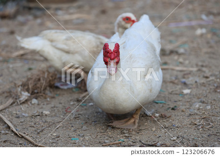 The white Duck is stay in dry garden 123206676