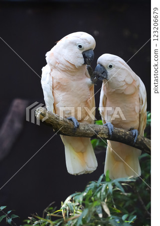 Couple moluccan cockatoo bird is love and eatting in garden 123206679