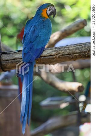Close up the Blue and yellow macaw parrot bird in garden Close up the Blue and yellow macaw parrot bird in garden 123206680