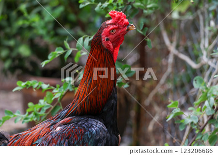 The fighting chicken in garden nature farm 123206686
