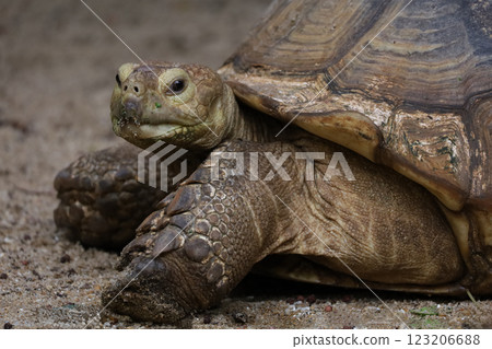 Close up head Sulcata tortoise in the garden at thailand Close up head Sulcata tortoise in the garden at thailand 123206688