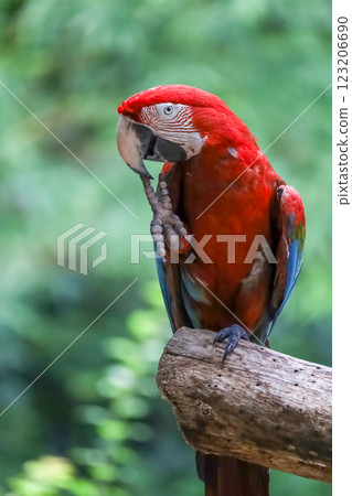 Close up head the red macaw parrot bird in garden Close up head the red macaw parrot bird in garden 123206690