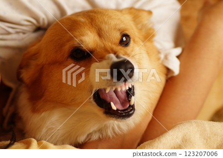 An angry dog 123207006