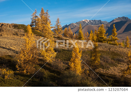 Beautiful autumn landscape with mountains and golden larch trees at sunset 123207084
