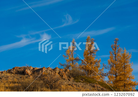 Golden autumn trees on hill under blue sky with wispy clouds 123207092