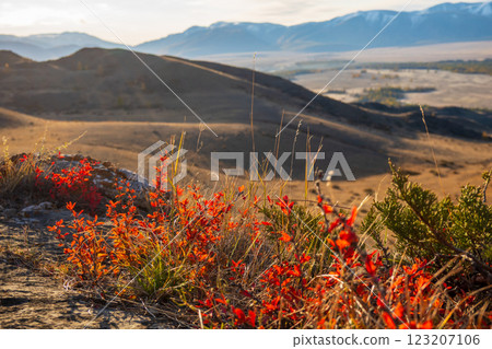 Red foliage on hill in autumn with mountains under soft sunlight 123207106