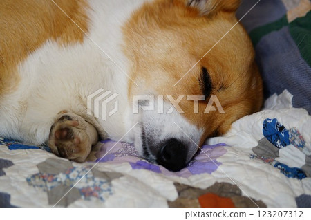 睡覺的狗 123207312