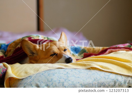 睡覺的柯基犬 睡覺的柯基犬 123207313