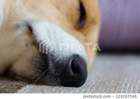狗的鼻子 狗的鼻子 123207348