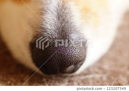 狗的鼻子 狗的鼻子 123207349