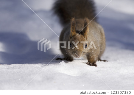 Ezoris在冬天 123207380