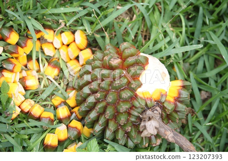 Fruit of takonoki 123207393