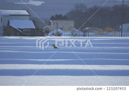 冬天的狐狸 冬天的狐狸 123207433