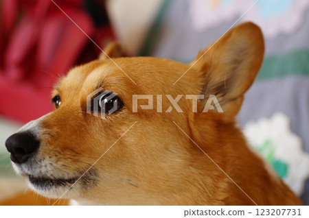 Corgi Corgi 123207731