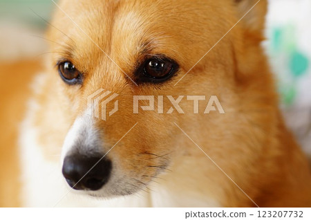 Corgi Corgi 123207732