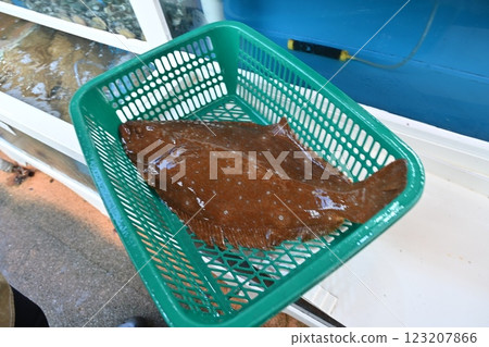 Korean fish. Fresh live flatfish. 123207866