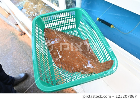 Korean fish. Fresh live flatfish. Korean fish. Fresh live flatfish. 123207867