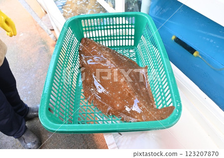 Korean fish. Fresh live flatfish. 123207870