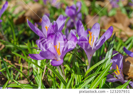 Beautiful purple spring crocuses in the garden in sunny day, floral background, close up, macro Beautiful purple spring crocuses in the garden in sunny day, floral background, close up, macro 123207931