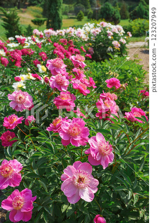 Vibrant fresh pink peony flower bush in full bloom in the garden in sunny day, floral background Vibrant fresh pink peony flower bush in full bloom in the garden in sunny day, floral background 123207949