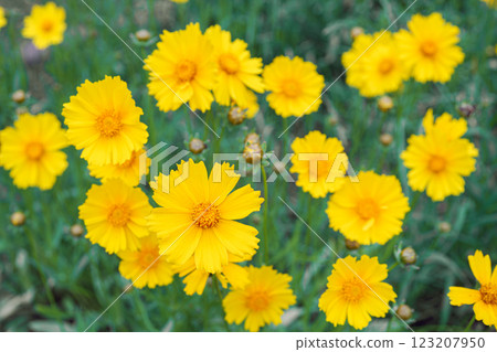 Yellow flower lance leaved, Coreopsis lanceolata, Lanceleaf Tickseed, Maiden eye close up, top view 123207950