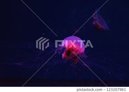 Fluorescent lion's mane jellyfish swimming underwater aquarium pool with red neon light. 123207961