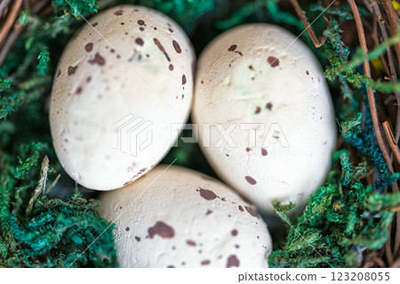 bird eggs bird eggs 123208055
