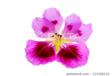 geranium flower isolated geranium flower isolated 123208133