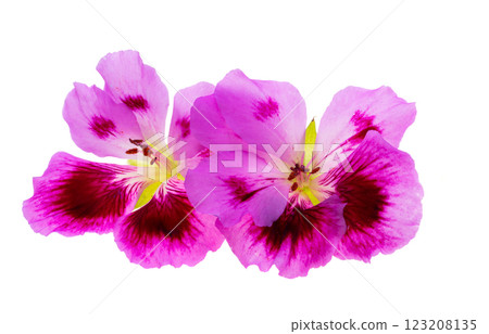 geranium flower isolated geranium flower isolated 123208135