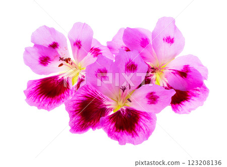 geranium flower isolated geranium flower isolated 123208136