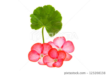 geranium flower isolated 123208138