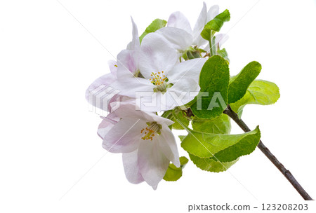apple tree flowers isolated 123208203