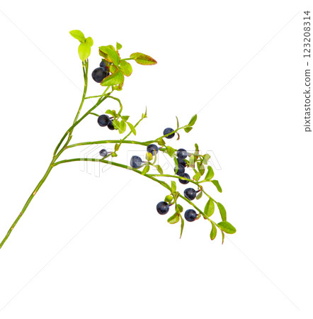 Bilberry isolated.  Forest blueberry. 123208314