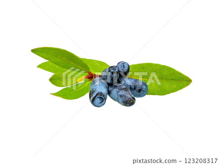 Blue Honeysuckle berries (Lonicera caerulia) with leaves. Blue Honeysuckle berries (Lonicera caerulia) with leaves. 123208317